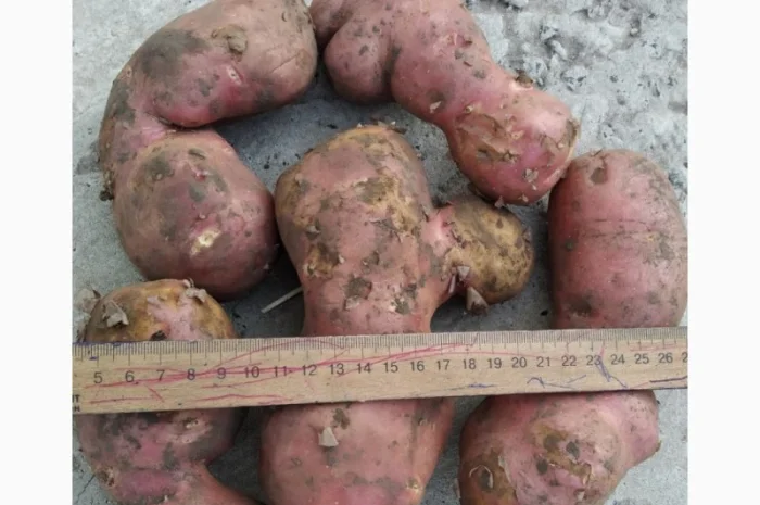 Оптовий продаж картоплі товарної- фото № 1