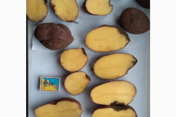 Оптовий продаж товарної картоплі- фото № 2