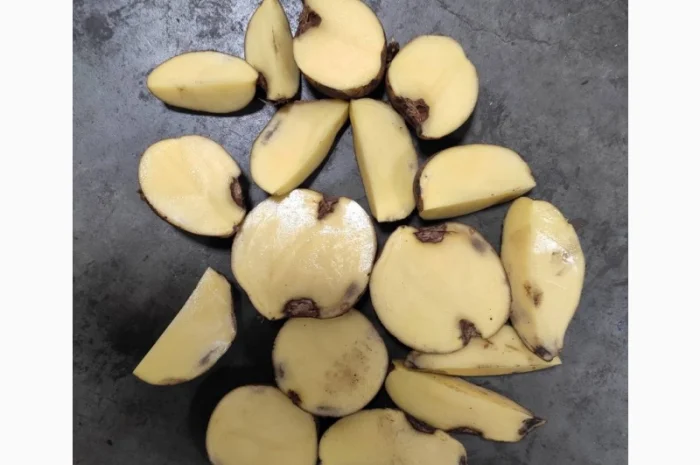 Оптовая продажа товарной картошки в Черкассах- фото № 3