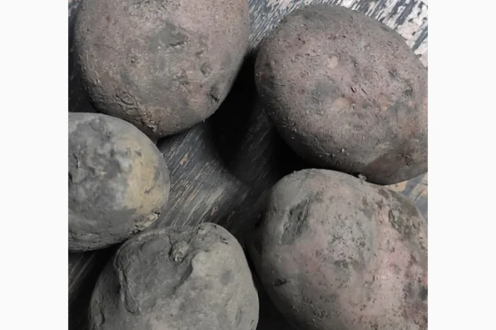 Оптовий продаж товарної картоплі- фото № 3