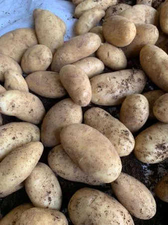 Картопля оптова продаж- фото № 1