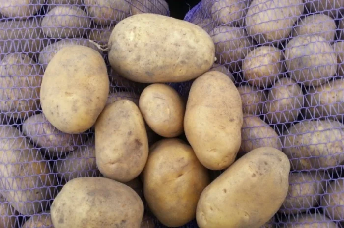 Оптовий продаж якісної картоплі- фото № 1