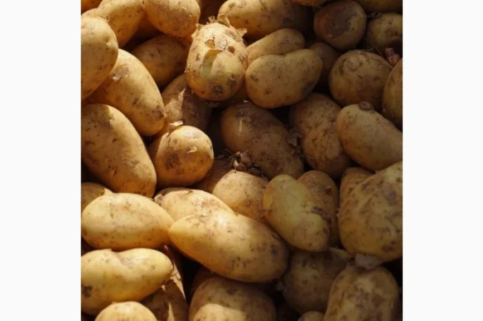 Картопля оптом різного калібру- фото № 1