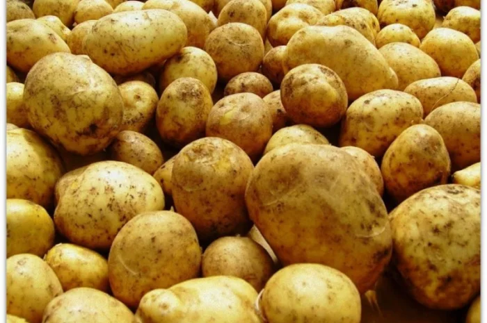 Картопля оптом, різні сорти та калібр- фото № 1