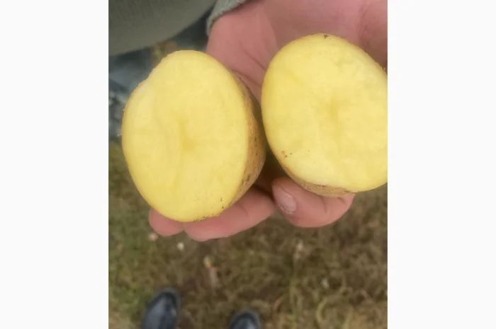 Картофель, Грузия, урожай 2024г. Самовывоз- фото № 1