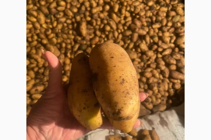 Картофель, Грузия, урожай 2024г. Самовывоз- фото № 2