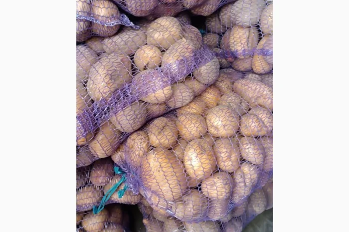 Продажа картошки разных сортов- фото № 1