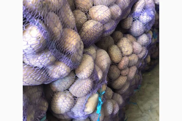 Продам домашнюю картошку Королева Анна белороса- фото № 1