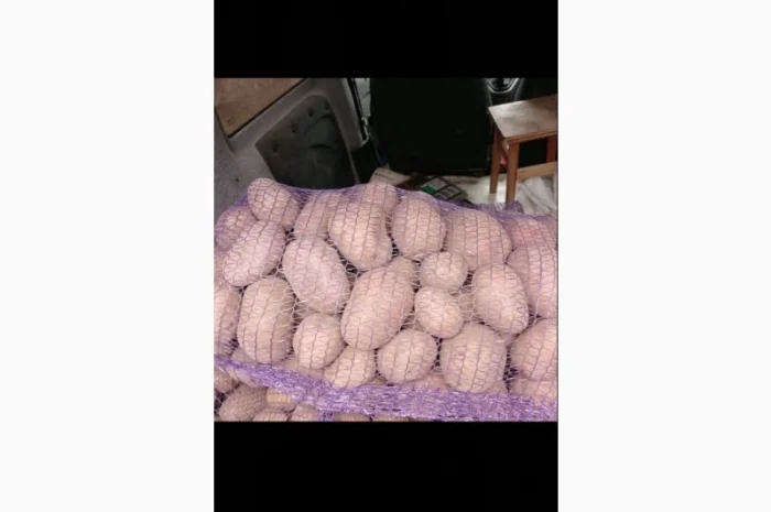 Продам домашнюю картошку Королева Анна белороса- фото № 3