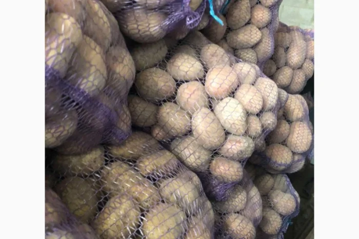 Продам домашнюю картошку Королева Анна белороса- фото № 4