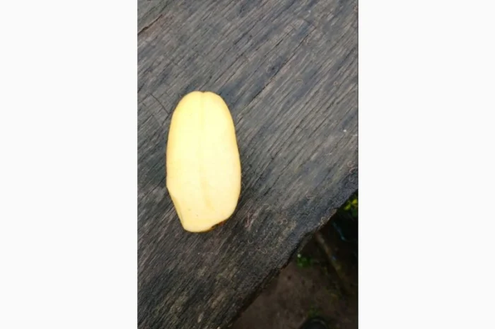 Продам домашнюю картошку Королева Анна белороса- фото № 6