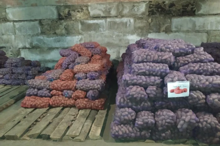 Продажа большого картофеля- фото № 1