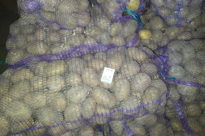 Продажа большого картофеля- фото № 2