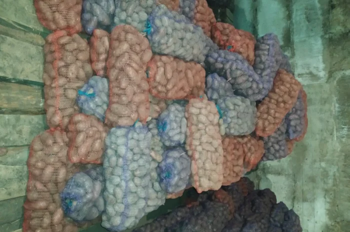 Продажа большого картофеля- фото № 3