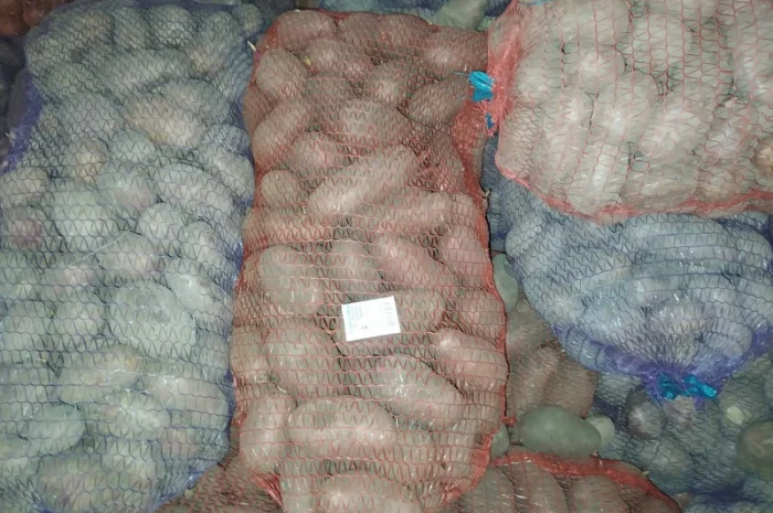 Продажа большого картофеля- фото № 4