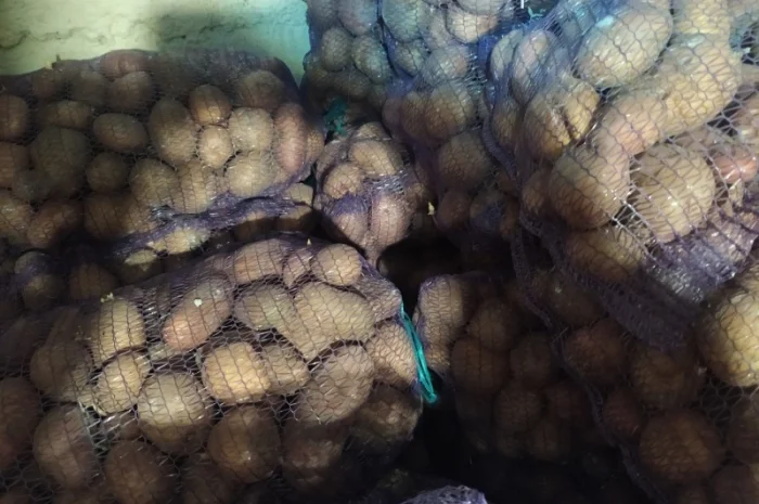 Продажа большого картофеля- фото № 6