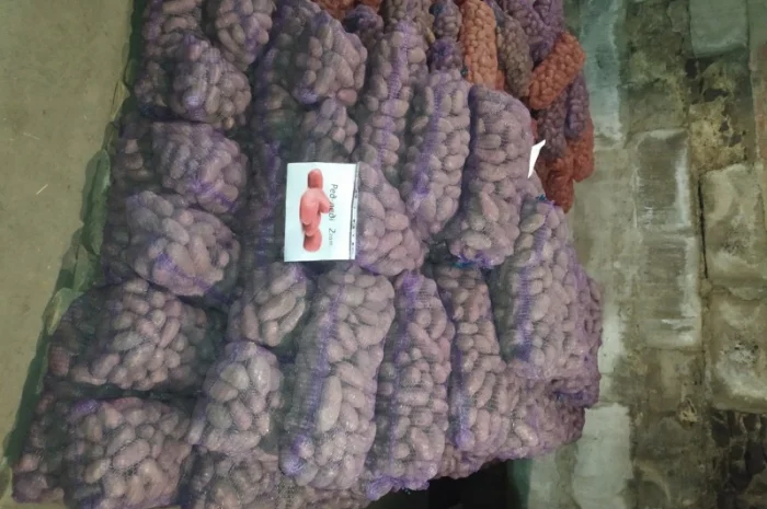 Продажа большого картофеля- фото № 7