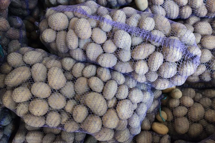 Велика картопля на продаж- фото № 1