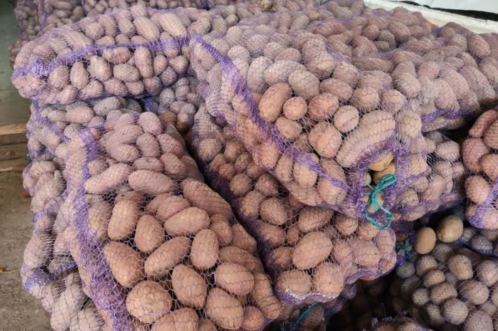 Велика картопля на продаж- фото № 2