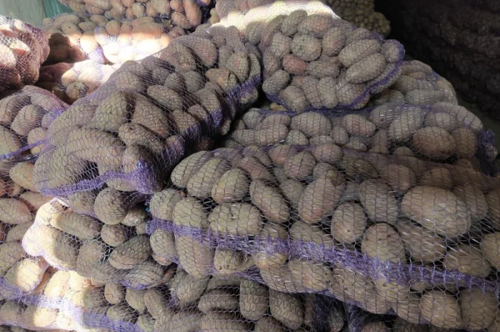 Велика картопля на продаж- фото № 3