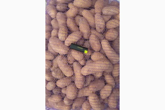 Куплю домашню та фермерську картоплю- фото № 1