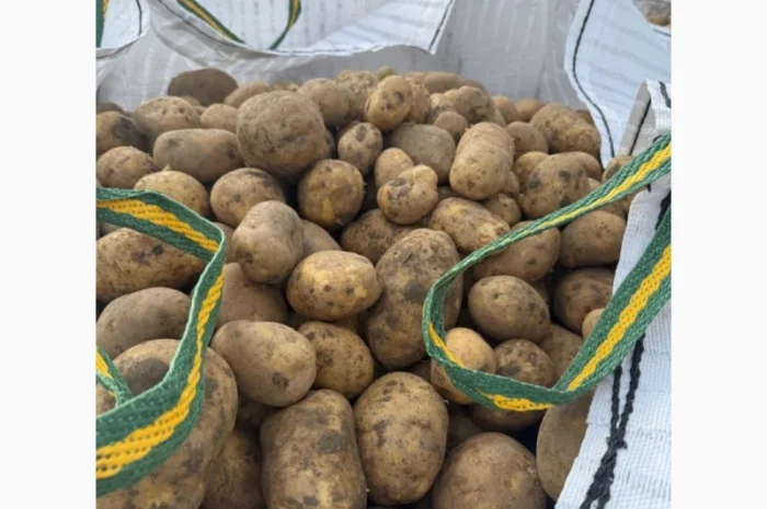 Продаж картоплі різних сортів- фото № 3