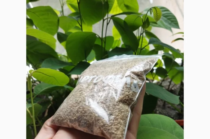 Насіння картоплі для посіву- фото № 2