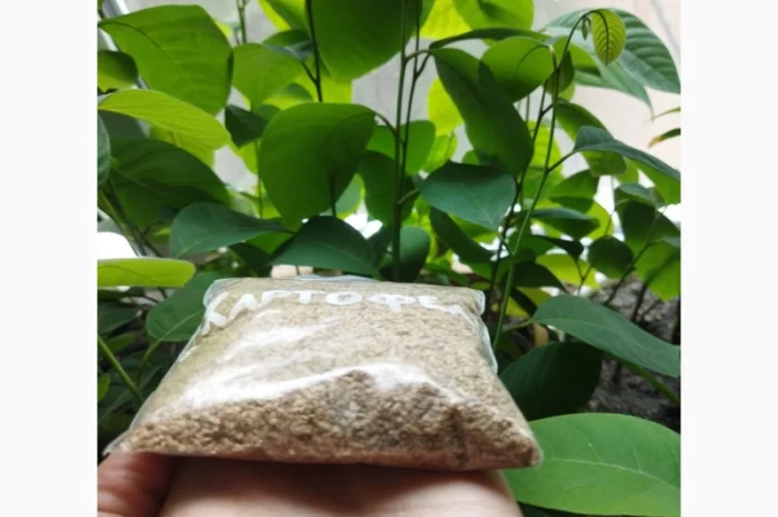 Насіння картоплі для посіву- фото № 3