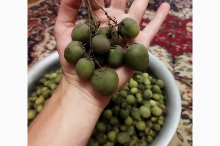 Насіння картоплі для посіву- фото № 4