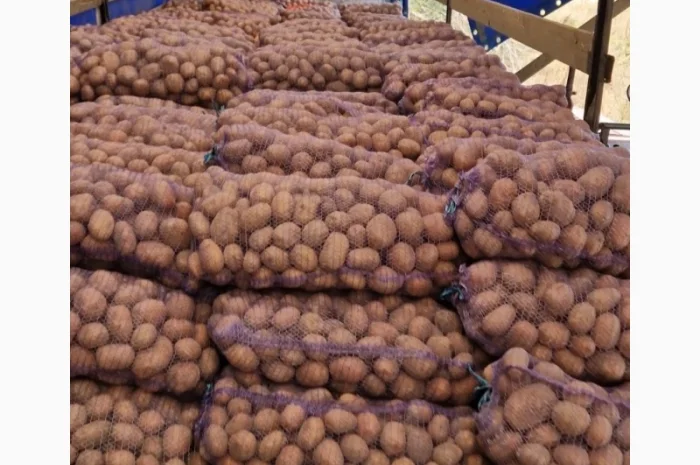 Покупка картоплі по 6.50 грн/кг- фото № 1
