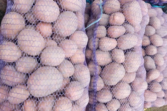 Продаю картофель различных сортов- фото № 1