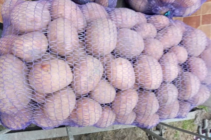 Продаю картофель различных сортов- фото № 2