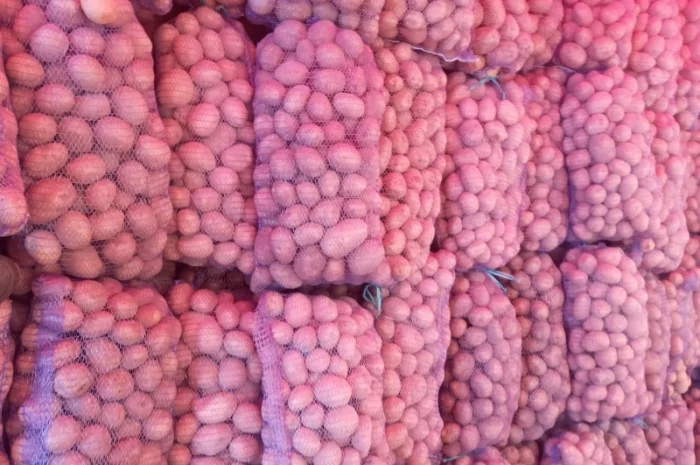 Продаю картофель различных сортов- фото № 4