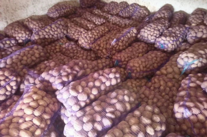 Продаю картофель различных сортов- фото № 5