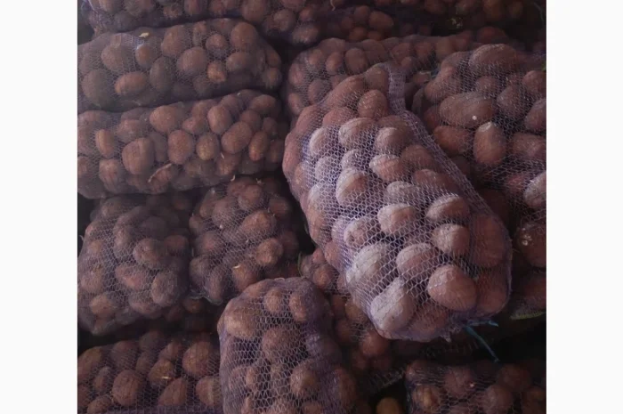 Продаж великої товарної картоплі- фото № 1