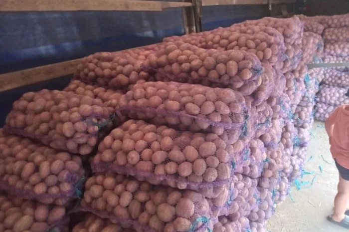 Куплю картоплю білароса та арізона- фото № 2