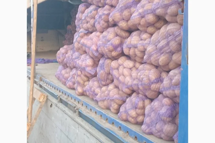 Куплю картоплю білароса та арізона- фото № 4