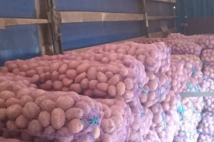 Куплю картоплю білароса та арізона- фото № 5