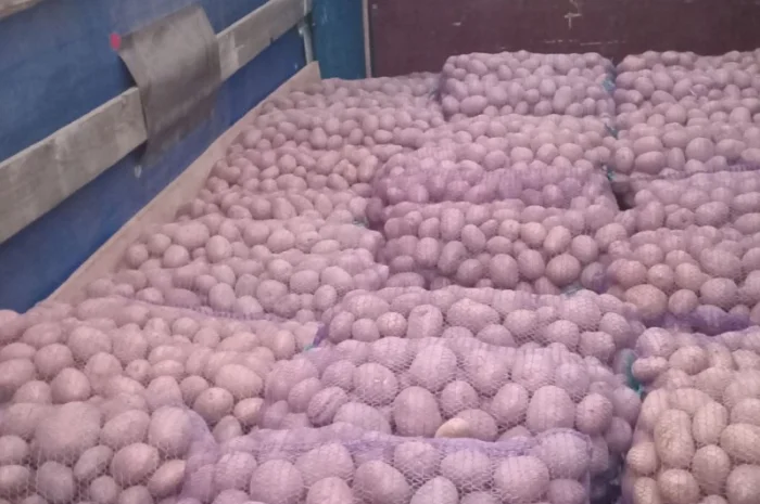 Куплю картоплю білароса та арізона- фото № 6