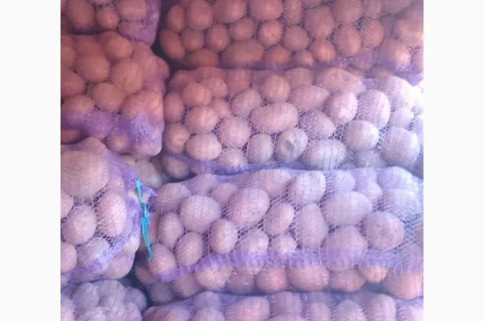 Куплю картоплю білароса та арізона- фото № 7