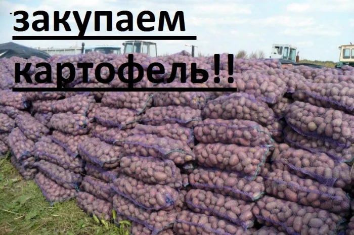 Закупаю картошку любой сорт- фото № 1