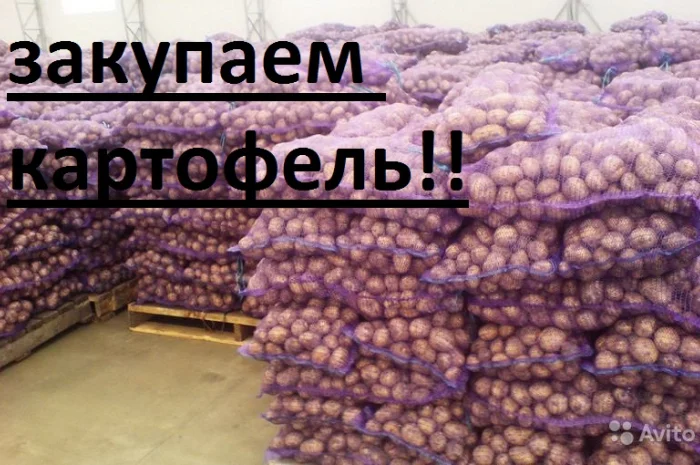 Закупаю гранаду королева анна ред леди ред скарлет Черниговская обл- фото № 1