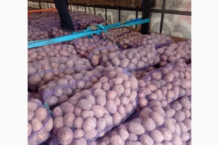 Картопля Білароса Скарб на продаж- фото № 2