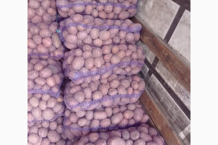 Продается картошка высокого качества- фото № 4