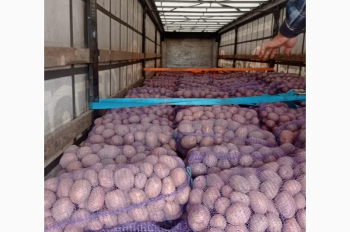 Картопля Білароса Скарб на продаж- фото № 4