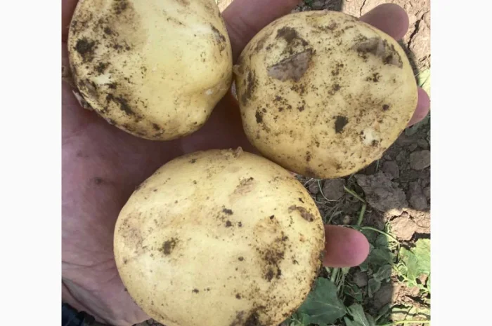 Продаж картоплі за ціною 12 грн.- фото № 1