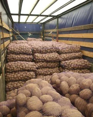 Продам Картофель різних сортів товарний вид доставка- фото № 1