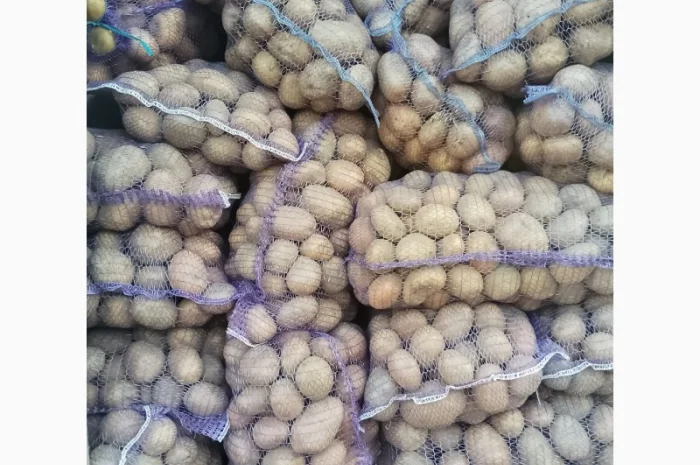 Картопля з піску від населення- фото № 1