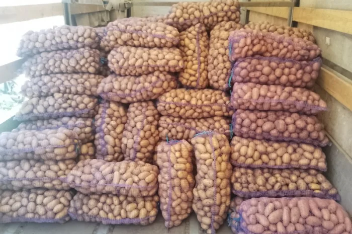 Картопля з піску від населення- фото № 3