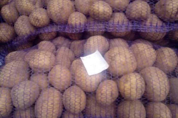 Продажа картофеля, большой выбор сортов- фото № 2